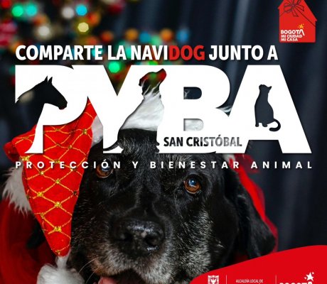 Celebra esta Navidad con tu amigo peludito en Navidog, un evento lleno de amor y cuidado organizado por PYBA San Cristóbal.  Este 14 de diciembre, lleva a tu mascota a recibir atención veterinaria, desparasitación y corte de uñas en el Barrio Aguas Claras o en el Salón Comunal de Managua. Y el 16 de diciembre, disfruta de la mágica Novena Navideña en el Barrio La Cecilia junto a tu peludito. ¡Una experiencia para compartir, cuidar y celebrar en familia!